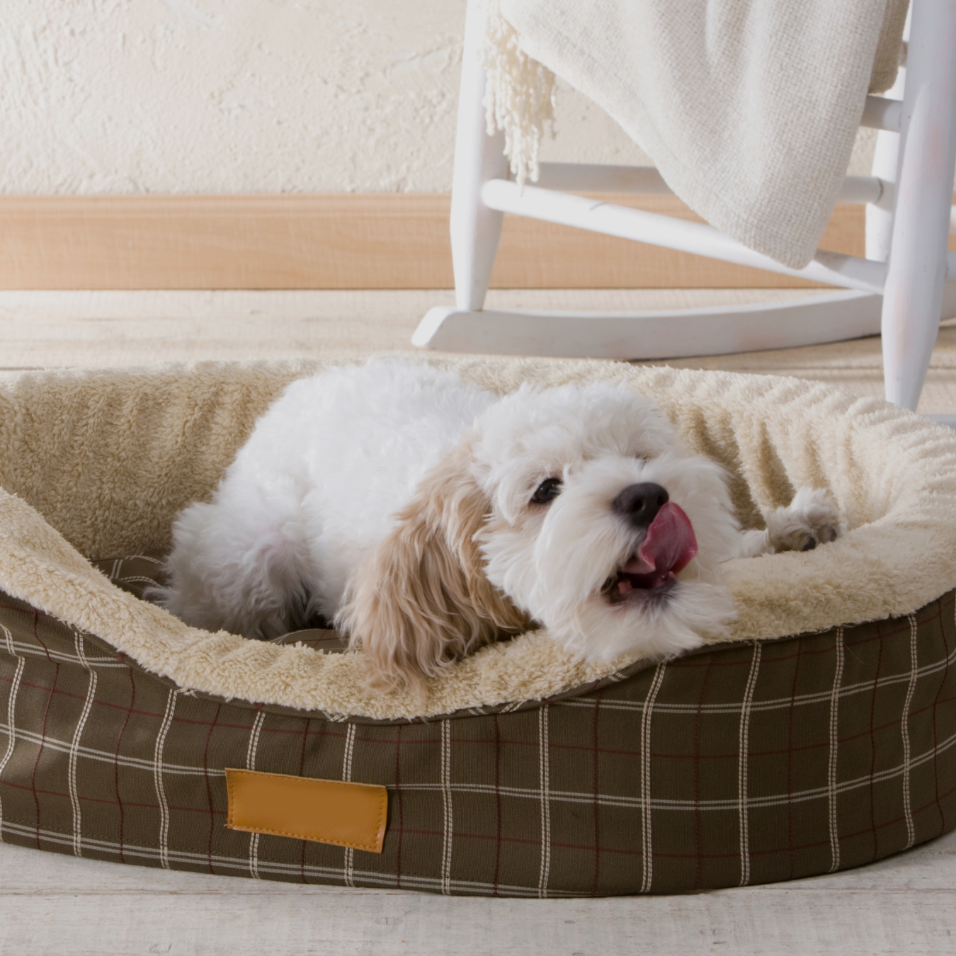 Pet Beds & Furniture